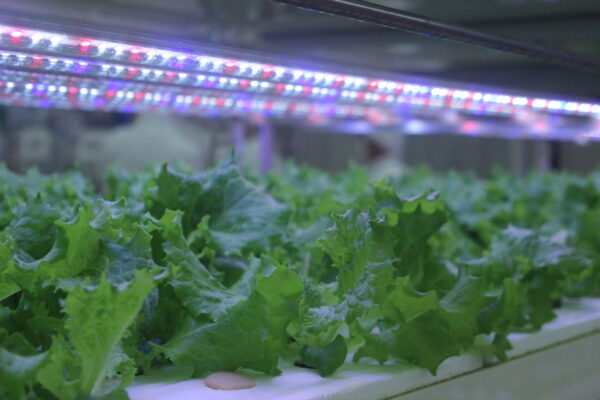 人工光型植物工場｜茨城・栃木 スマート農業ナビ